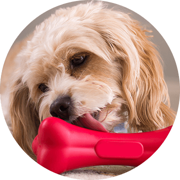 Hundelegetøj til hunde i gummi