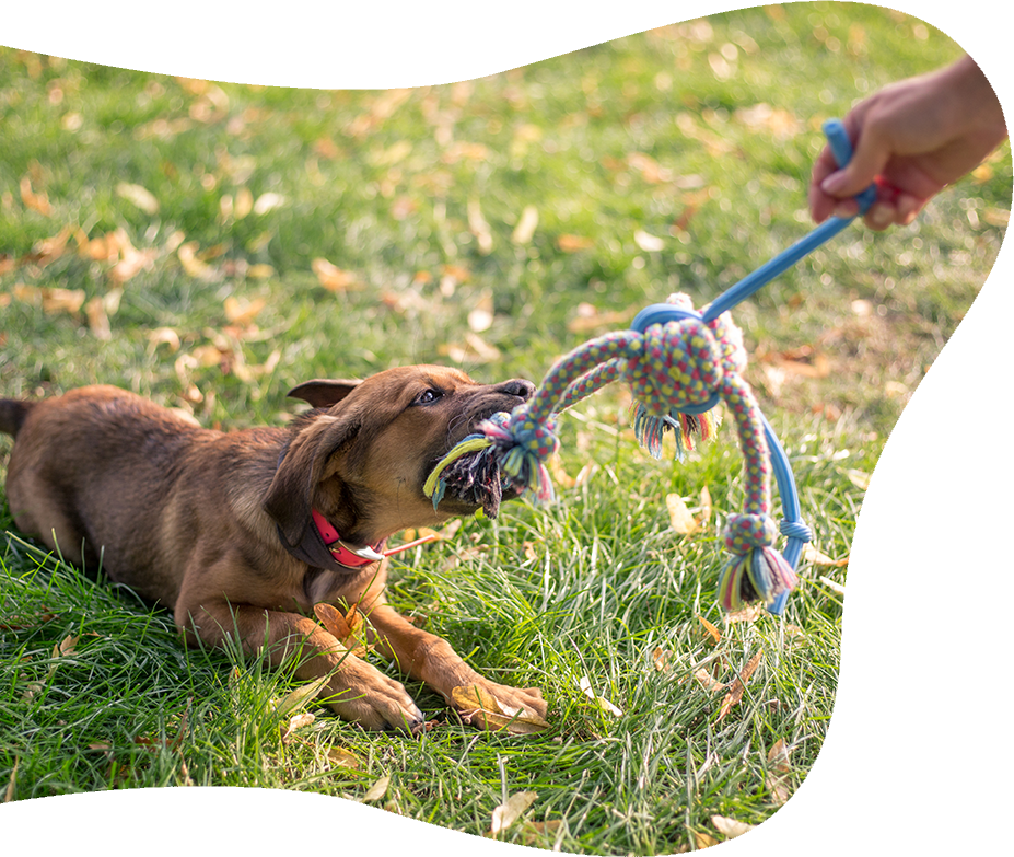 Shaoxing Bedste Pet Supplies Co., Ltd.